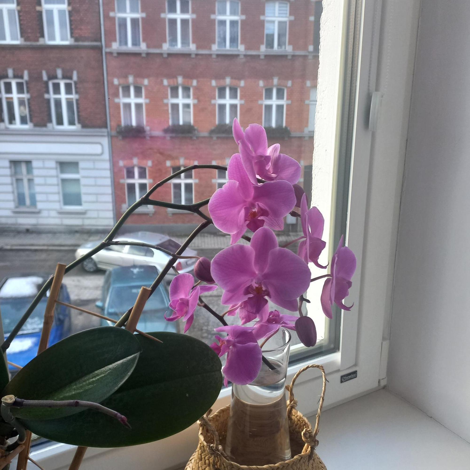 Apartament Prowansalski Z Miejscem Parkingowym Danzica Esterno foto